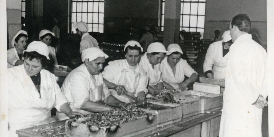 Ribja predelovalna industrija v Izoli, 4. del (obdobje po drugi svetovni vojni)